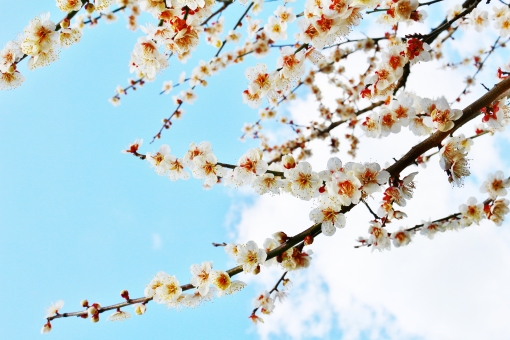 2月10日 月 は臨時休診になります あゆみ皮フ科クリニック 奈良市の皮膚科 美容皮膚科